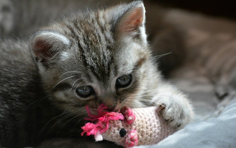 Read more about the article Top 19 Gifts For Cat Lovers